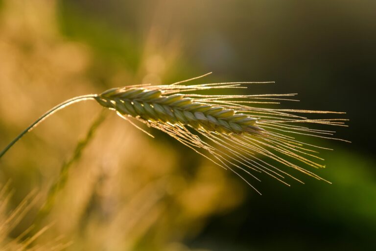 A picture of rye in a farmland